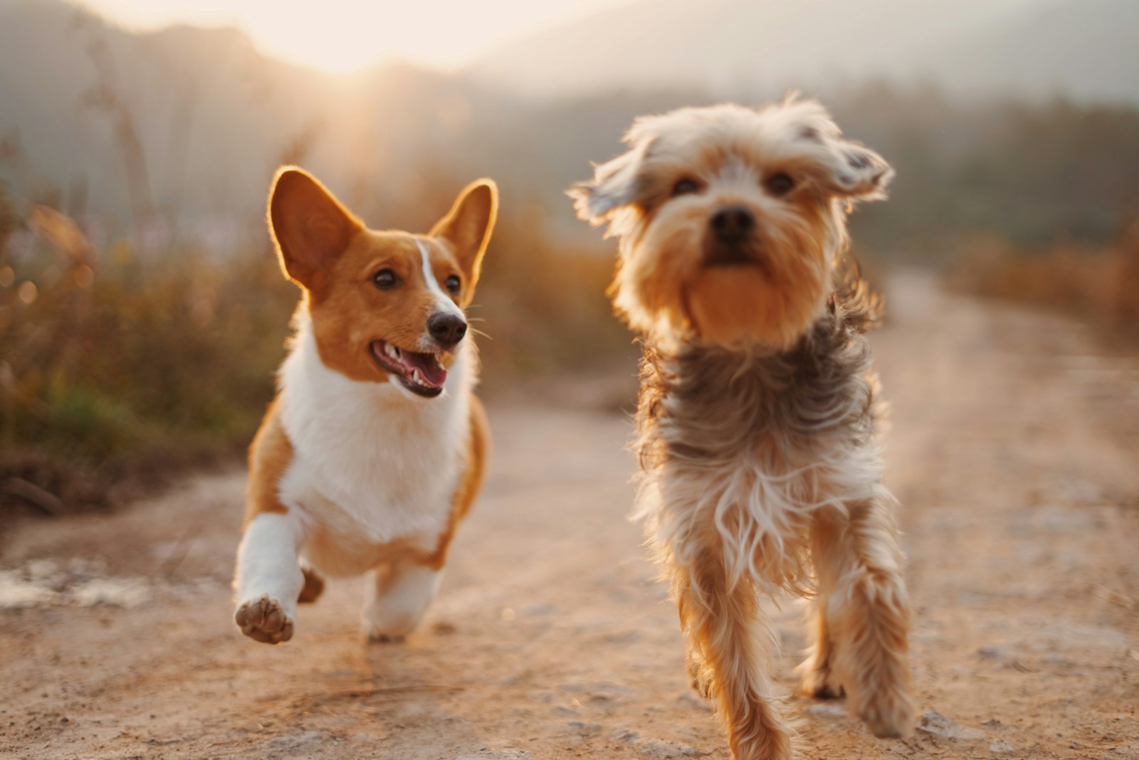 Perros en entrenamiento