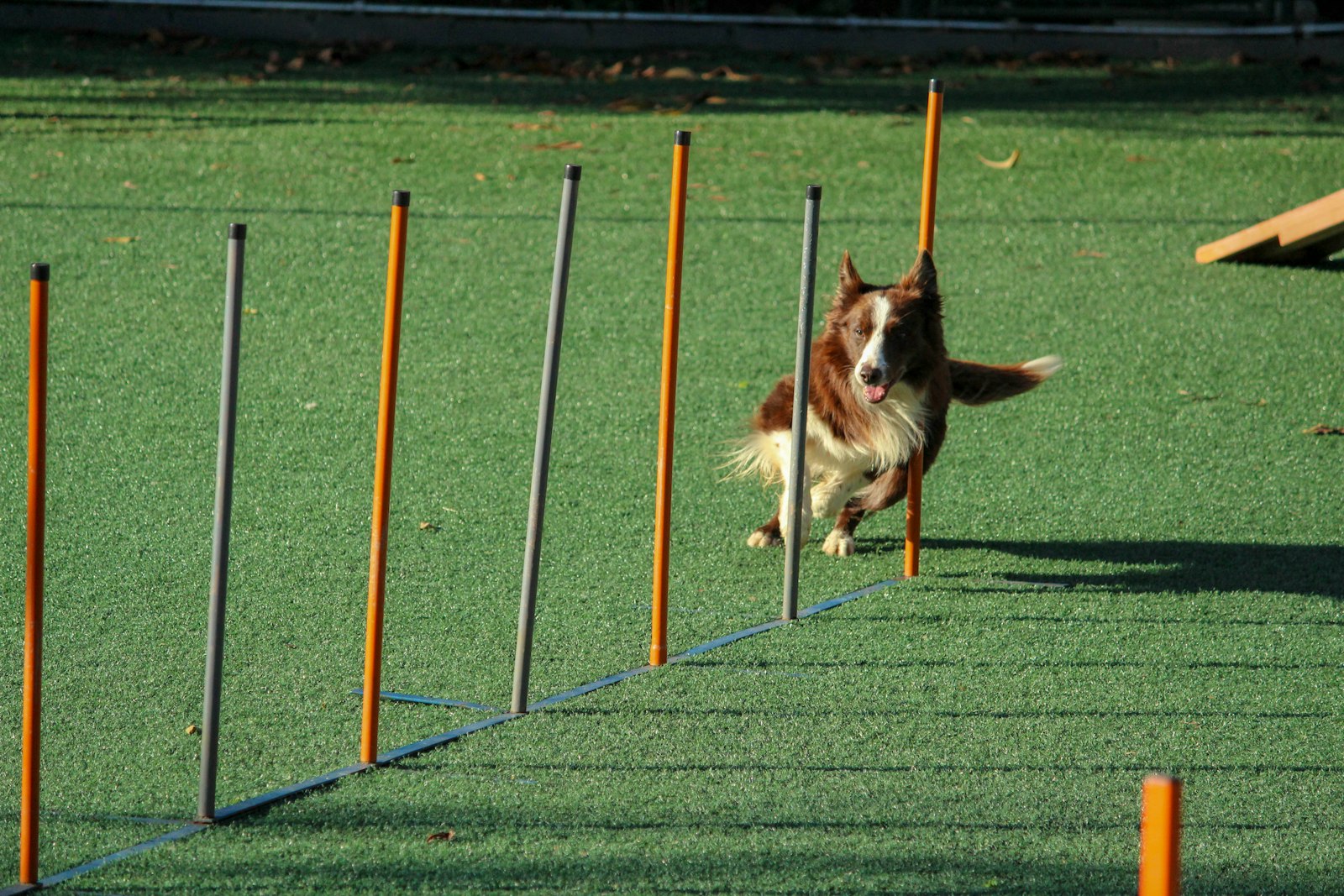 Agilidad canina