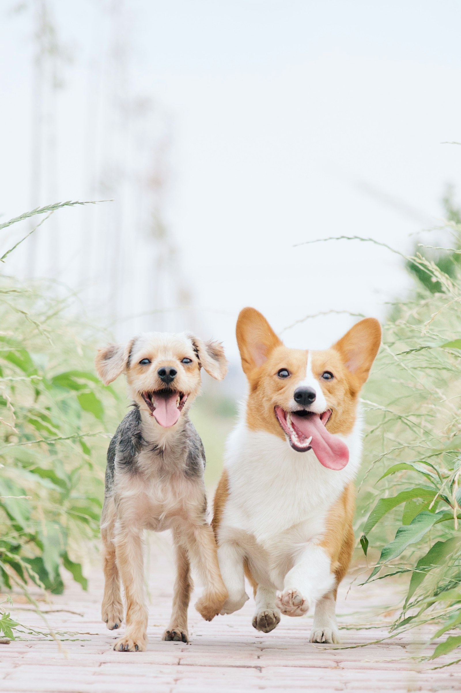 Paseo socialización